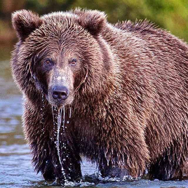 Niedźwiedź Grizzly