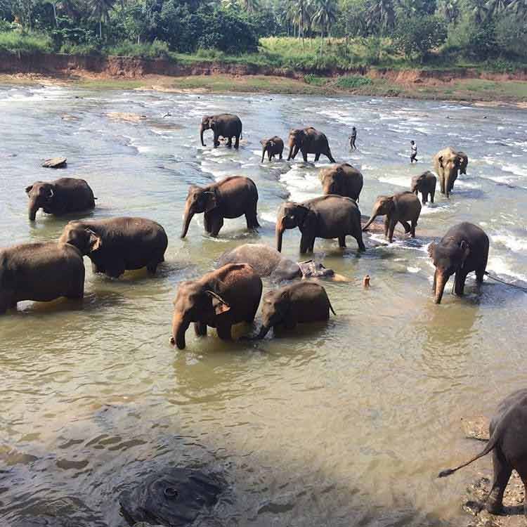 Pinnawala, Sri Lanka