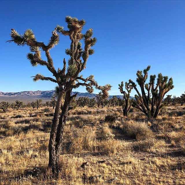 Mojave Pustynia