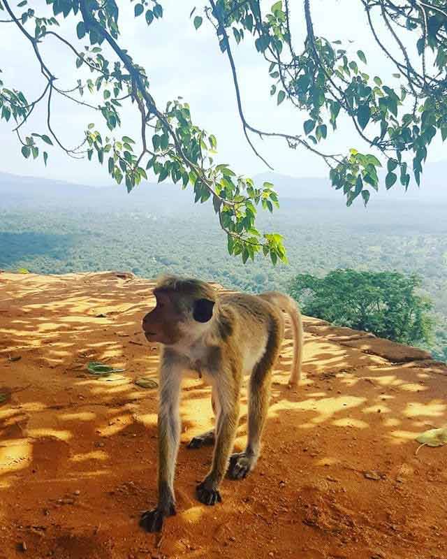 Sri Lanka zwierzęta - małpki makkaki