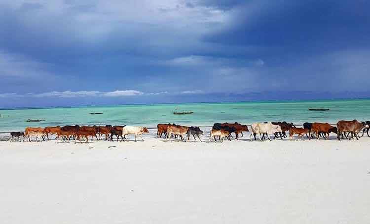 Zanzibar, kiedy lecieć