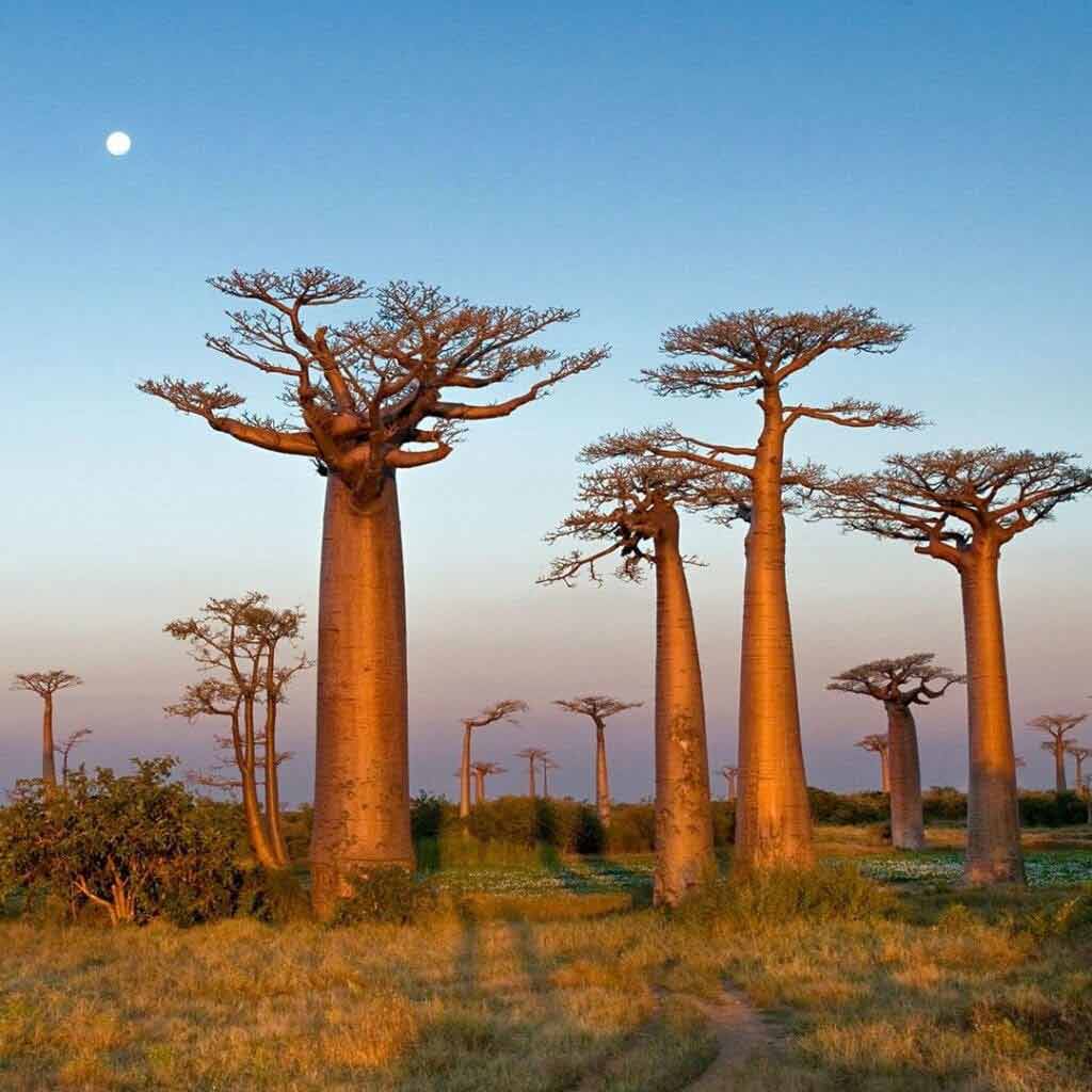 kiedy lecieć na Madagaskar