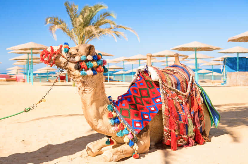 Hurghada. Gorący majowy wypoczynek pod palmami
