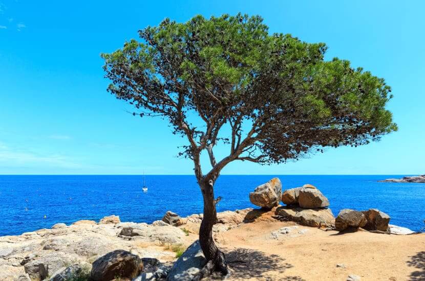 Tamariu bay, Costa Brava