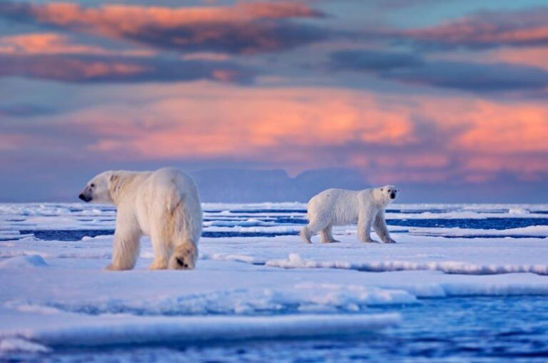 Ocean Arktyczny - najważniejsze informacje